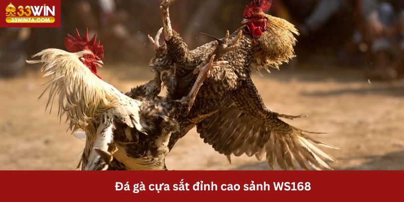 Đá gà 33Win cựa sắt cược nhanh thắng nhanh